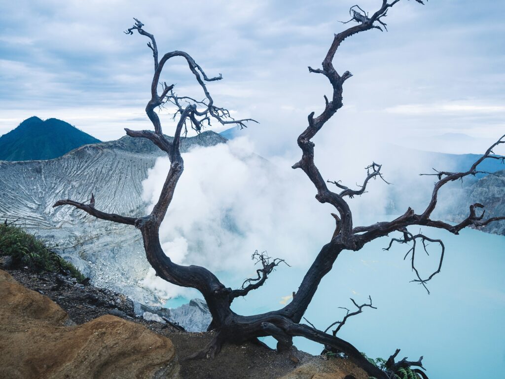 A dry, twisted tree standing near the edge of Kawah Ijen, with the volcanic landscape and the vibrant teal acidic lake in the background, creating a stark contrast.