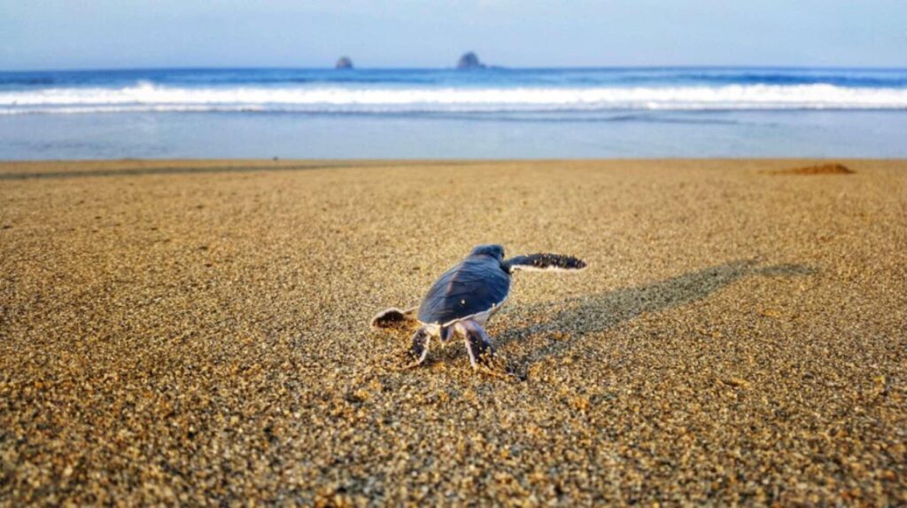 A baby sea turtle making its way across the sand towards the ocean during a beautiful sunset, with the sky glowing in warm orange and pink hues.