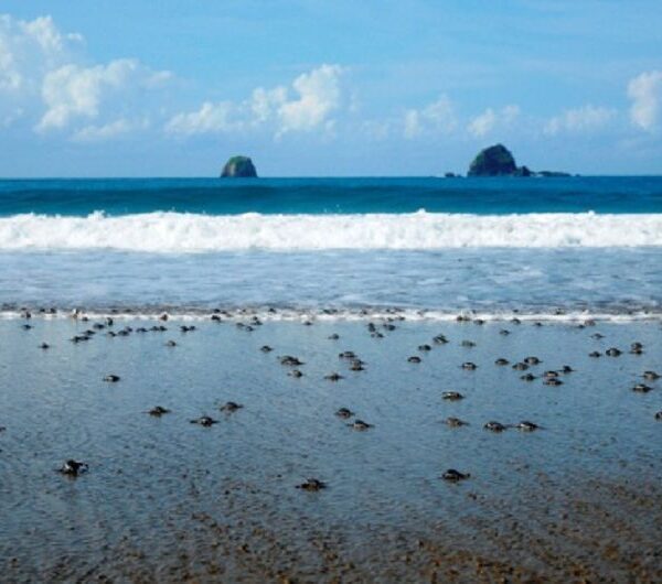 Dozens of baby turtles making their way across the sandy shore towards the ocean at Sukamade Beach, with the clear blue sea and gentle waves in the background.