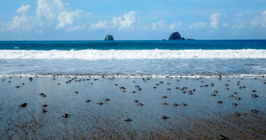 Dozens of baby turtles making their way across the sandy shore towards the ocean at Sukamade Beach, with the clear blue sea and gentle waves in the background.